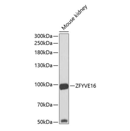 Western Blot - Anti-Endofin Antibody (A12166) - Antibodies.com