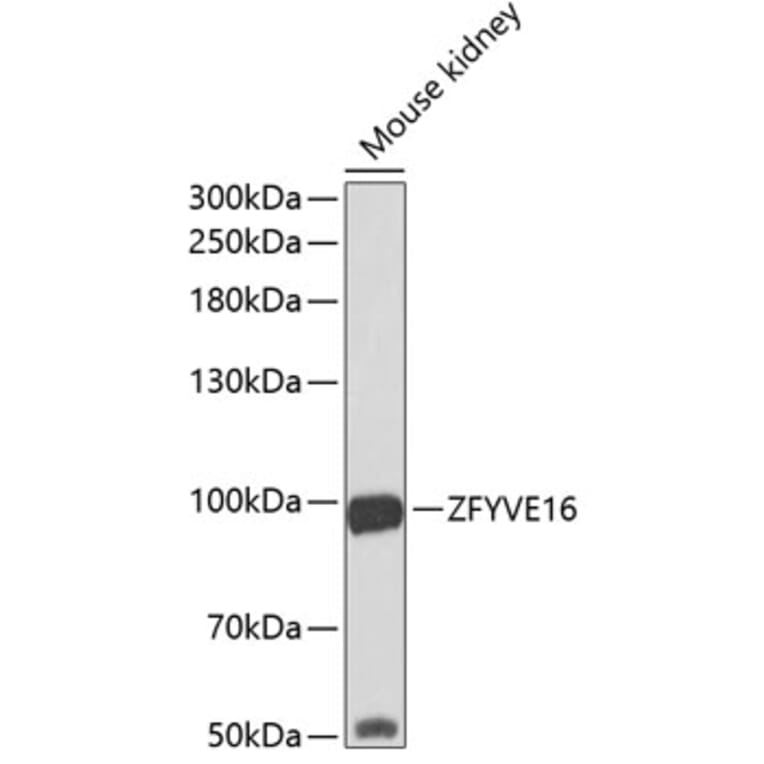 Western Blot - Anti-Endofin Antibody (A12166) - Antibodies.com