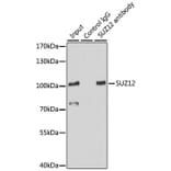 Western Blot - Anti-SUZ12 Antibody (A12169) - Antibodies.com