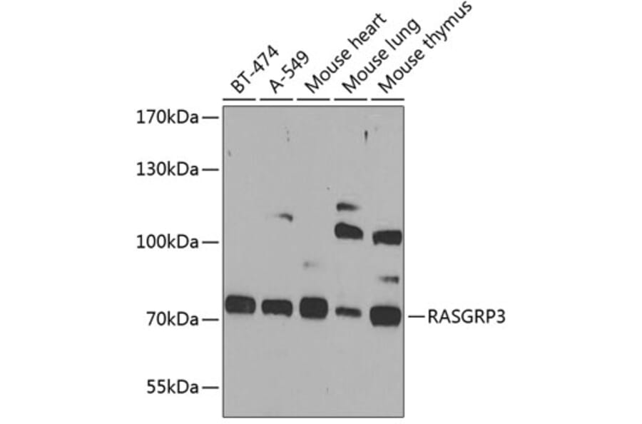 Western Blot - Anti-RASGRP3 Antibody (A12171) - Antibodies.com