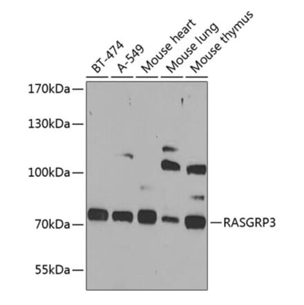 Western Blot - Anti-RASGRP3 Antibody (A12171) - Antibodies.com
