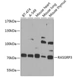 Western Blot - Anti-RASGRP3 Antibody (A12171) - Antibodies.com