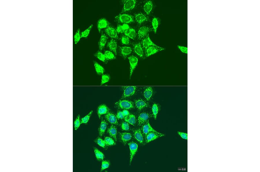 Immunofluorescence - Anti-RASGRP3 Antibody (A12171) - Antibodies.com