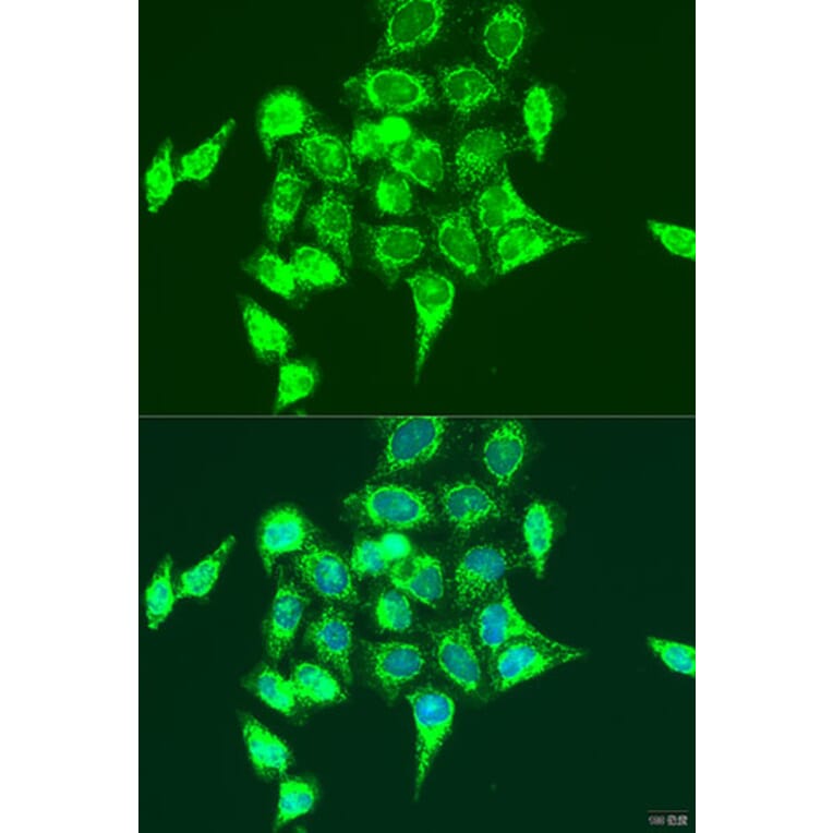 Immunofluorescence - Anti-RASGRP3 Antibody (A12171) - Antibodies.com