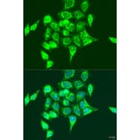 Immunofluorescence - Anti-RASGRP3 Antibody (A12171) - Antibodies.com