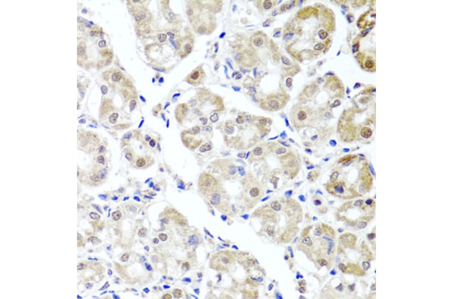 Immunohistochemistry - Anti-ALKBH4 Antibody (A7812) - Antibodies.com