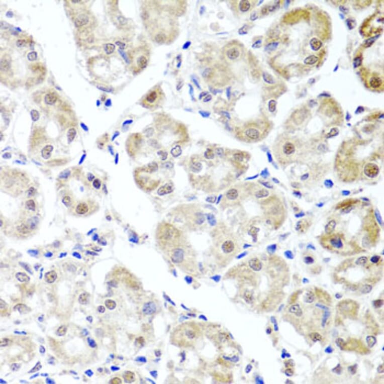 Immunohistochemistry - Anti-ALKBH4 Antibody (A7812) - Antibodies.com