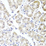Immunohistochemistry - Anti-ALKBH4 Antibody (A7812) - Antibodies.com