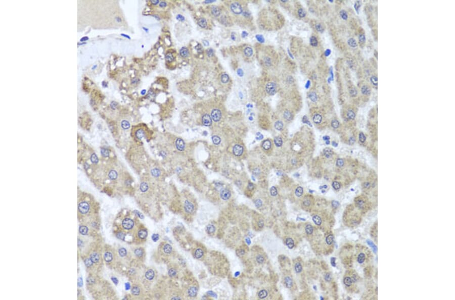 Immunohistochemistry - Anti-ALKBH4 Antibody (A7812) - Antibodies.com