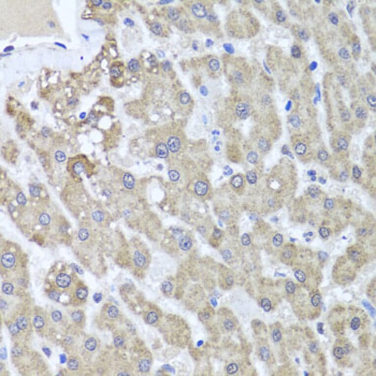 Immunohistochemistry - Anti-ALKBH4 Antibody (A7812) - Antibodies.com
