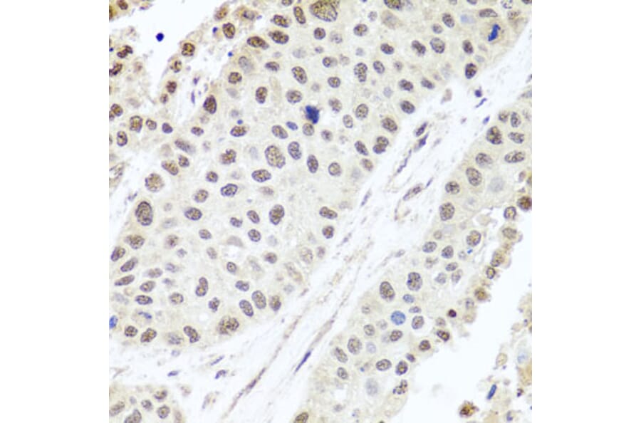 Immunohistochemistry - Anti-ALKBH4 Antibody (A7812) - Antibodies.com