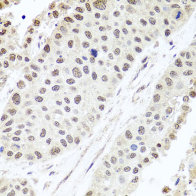 Immunohistochemistry - Anti-ALKBH4 Antibody (A7812) - Antibodies.com
