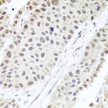 Immunohistochemistry - Anti-ALKBH4 Antibody (A7812) - Antibodies.com