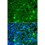 Immunofluorescence - Anti-GBA3 Antibody (A12174) - Antibodies.com