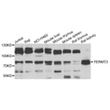 Western Blot - Anti-FERMT3 Antibody (A7839) - Antibodies.com