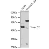 Western Blot - Anti-ALG2 Antibody (A12179) - Antibodies.com