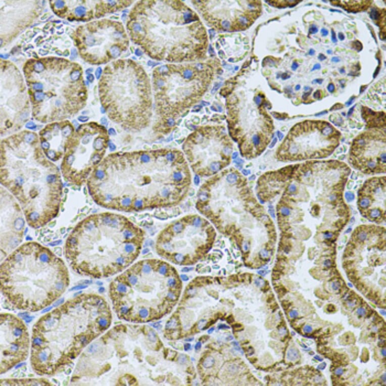 Immunohistochemistry - Anti-Cadherin 16 Antibody (A12184) - Antibodies.com