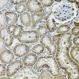 Immunohistochemistry - Anti-Cadherin 16 Antibody (A12184) - Antibodies.com