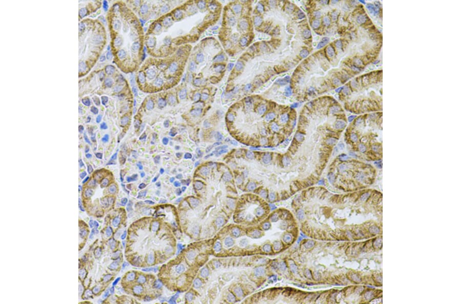Immunohistochemistry - Anti-Cadherin 16 Antibody (A12184) - Antibodies.com