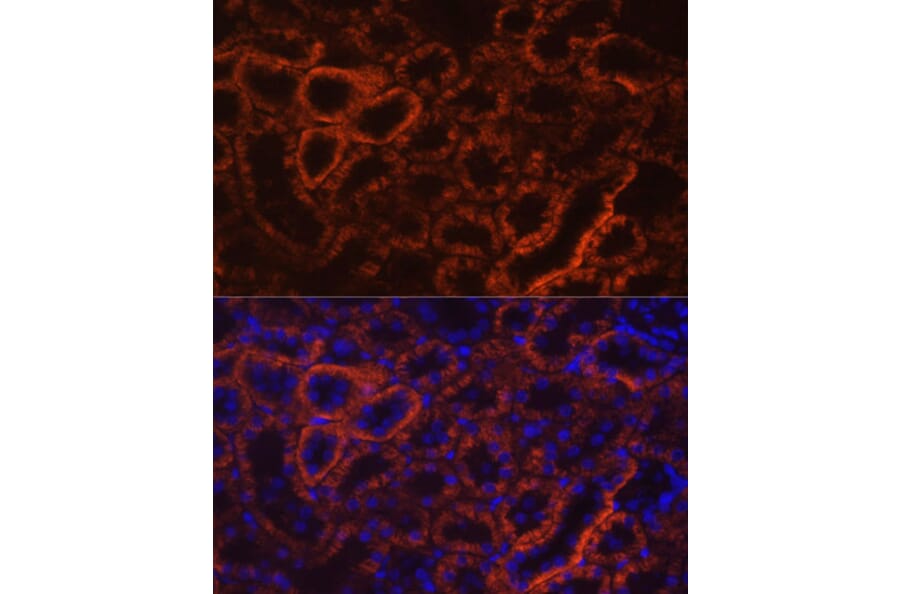 Immunofluorescence - Anti-Cadherin 16 Antibody (A12184) - Antibodies.com