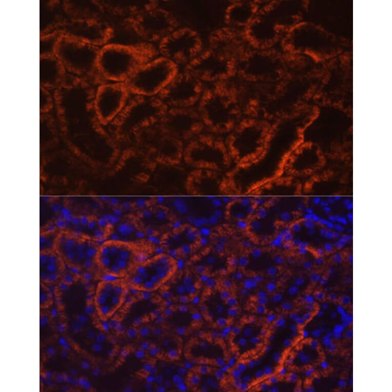 Immunofluorescence - Anti-Cadherin 16 Antibody (A12184) - Antibodies.com