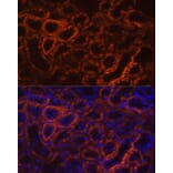 Immunofluorescence - Anti-Cadherin 16 Antibody (A12184) - Antibodies.com