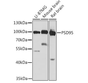 Western Blot - Anti-PSD95 Antibody (A12185) - Antibodies.com