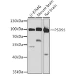 Western Blot - Anti-PSD95 Antibody (A12185) - Antibodies.com