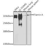 Western Blot - Anti-Filamin A Antibody (A12186) - Antibodies.com