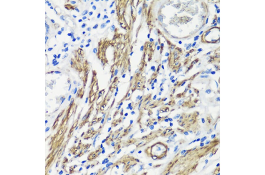 Immunohistochemistry - Anti-Filamin A Antibody (A12186) - Antibodies.com