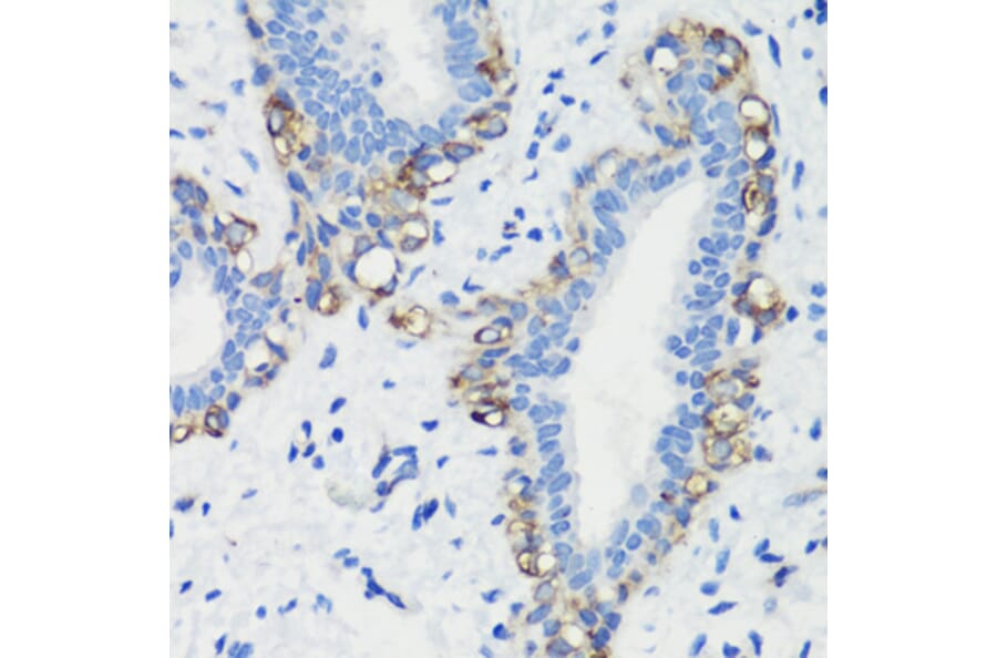 Immunohistochemistry - Anti-Filamin A Antibody (A12186) - Antibodies.com
