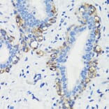 Immunohistochemistry - Anti-Filamin A Antibody (A12186) - Antibodies.com