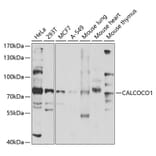 Western Blot - Anti-CoCoA Antibody (A12192) - Antibodies.com