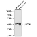Western Blot - Anti-L2HGDH Antibody (A12193) - Antibodies.com