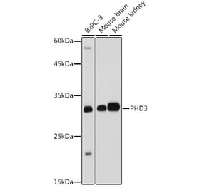 Western Blot - Anti-PHD3 Antibody (A12194) - Antibodies.com