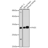 Western Blot - Anti-PHD3 Antibody (A12194) - Antibodies.com
