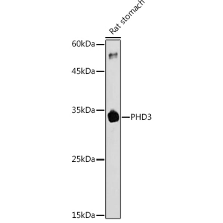 Western Blot - Anti-PHD3 Antibody (A12194) - Antibodies.com