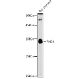 Western Blot - Anti-PHD3 Antibody (A12194) - Antibodies.com