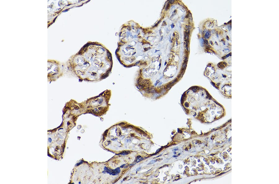 Immunohistochemistry - Anti-PHD3 Antibody (A12194) - Antibodies.com