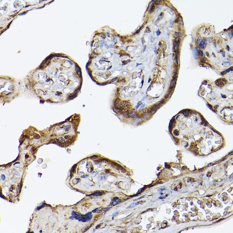 Immunohistochemistry - Anti-PHD3 Antibody (A12194) - Antibodies.com