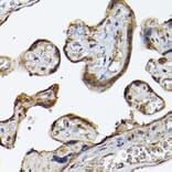 Immunohistochemistry - Anti-PHD3 Antibody (A12194) - Antibodies.com