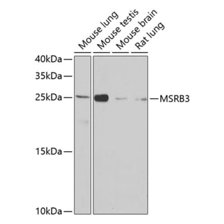 Western Blot - Anti-MSRB3 Antibody (A12196) - Antibodies.com