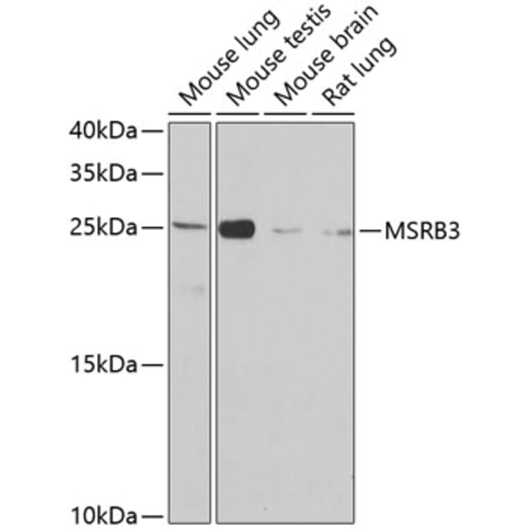 Western Blot - Anti-MSRB3 Antibody (A12196) - Antibodies.com