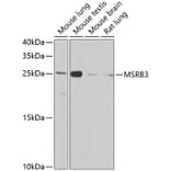 Western Blot - Anti-MSRB3 Antibody (A12196) - Antibodies.com