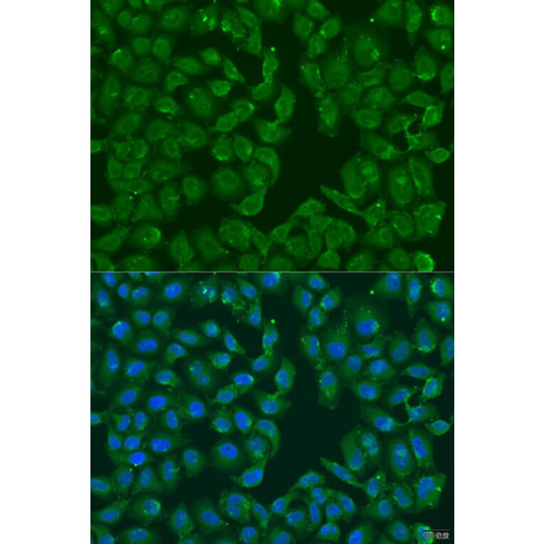 Immunofluorescence - Anti-MSRB3 Antibody (A12196) - Antibodies.com