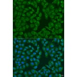 Immunofluorescence - Anti-MSRB3 Antibody (A12196) - Antibodies.com