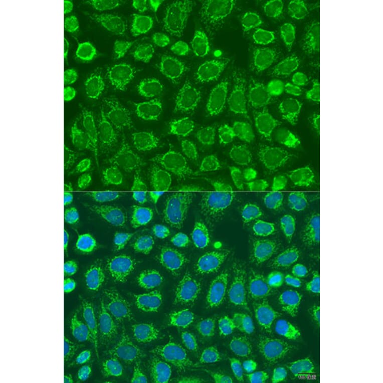Immunofluorescence - Anti-FLJ30934 Antibody (A12197) - Antibodies.com