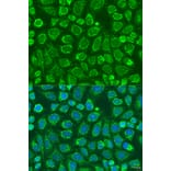 Immunofluorescence - Anti-FLJ30934 Antibody (A12197) - Antibodies.com