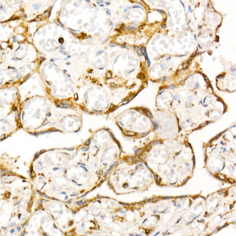 Immunohistochemistry - Anti-Syntaxin 7 Antibody (A12201) - Antibodies.com