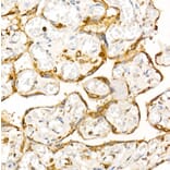 Immunohistochemistry - Anti-Syntaxin 7 Antibody (A12201) - Antibodies.com